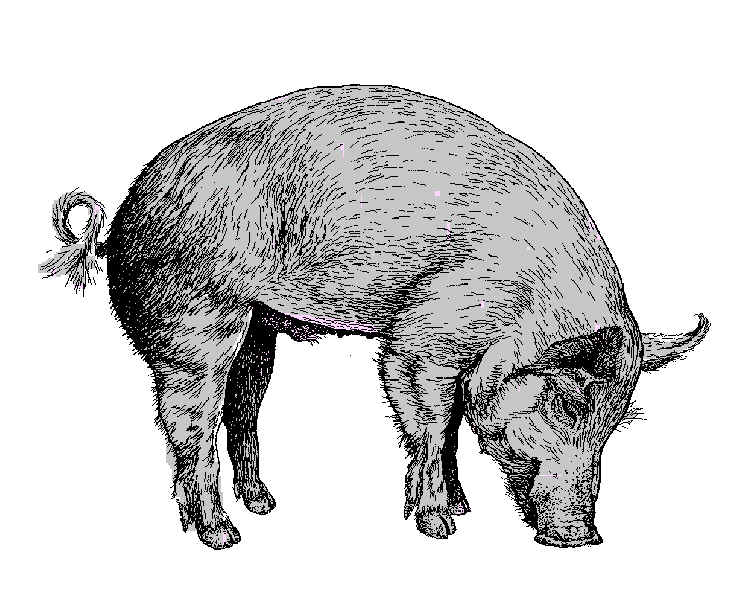 wpe4C.jpg (73492 bytes)